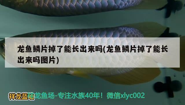 龙鱼鳞片掉了能长出来吗(龙鱼鳞片掉了能长出来吗图片)