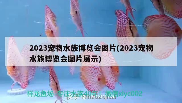 2023宠物水族博览会图片(2023宠物水族博览会图片展示)