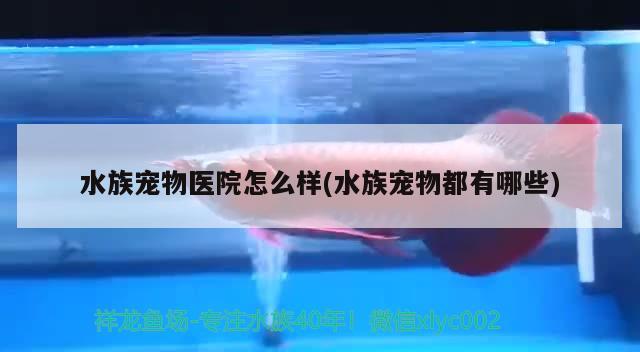 水族宠物医院怎么样(水族宠物都有哪些)