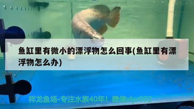 鱼缸里有微小的漂浮物怎么回事(鱼缸里有漂浮物怎么办) 细线银板鱼苗