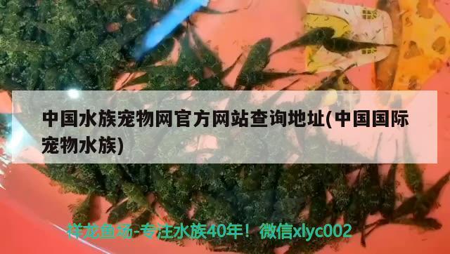 中国水族宠物网官方网站查询地址(中国国际宠物水族)