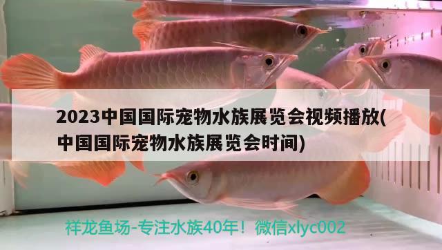 2023中国国际宠物水族展览会视频播放(中国国际宠物水族展览会时间) 水族展会