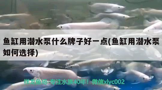 鱼缸用潜水泵什么牌子好一点(鱼缸用潜水泵如何选择) 银古鱼苗