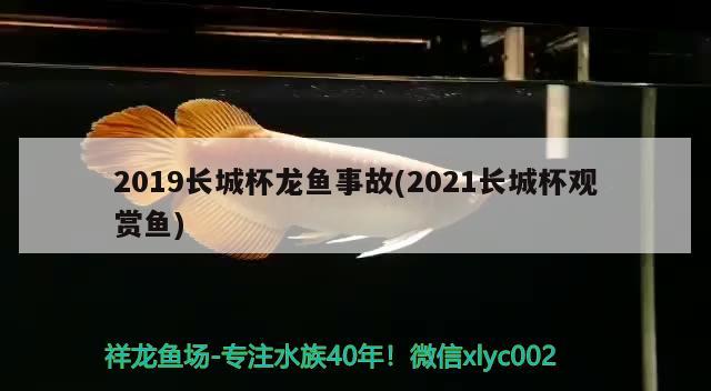 2019长城杯龙鱼事故(2021长城杯观赏鱼) 2024第28届中国国际宠物水族展览会CIPS（长城宠物展2024 CIPS）