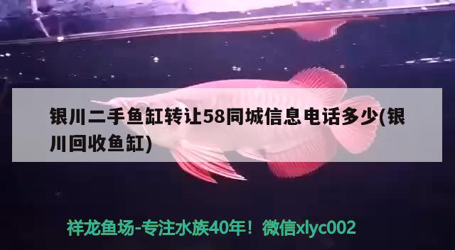 银川二手鱼缸转让58同城信息电话多少(银川回收鱼缸)