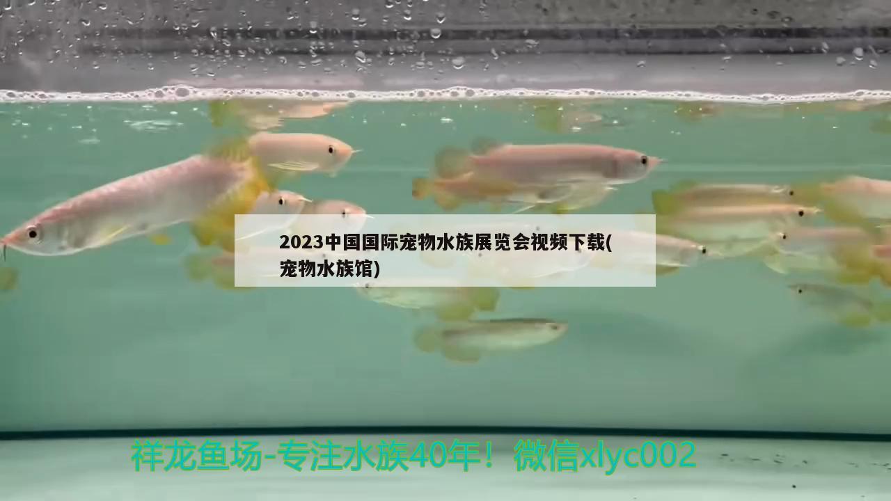 2023中国国际宠物水族展览会视频下载(宠物水族馆) 水族展会