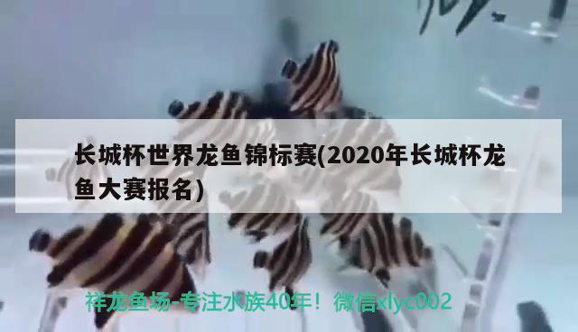 长城杯世界龙鱼锦标赛(2020年长城杯龙鱼大赛报名) 2024第28届中国国际宠物水族展览会CIPS（长城宠物展2024 CIPS）