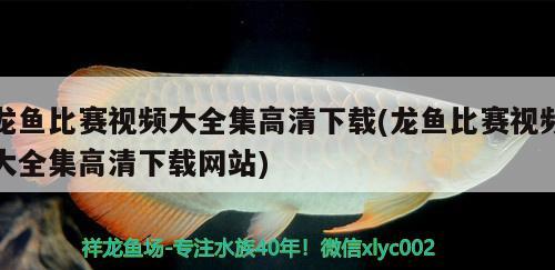 龙鱼比赛视频大全集高清下载(龙鱼比赛视频大全集高清下载网站) 2024第28届中国国际宠物水族展览会CIPS（长城宠物展2024 CIPS）