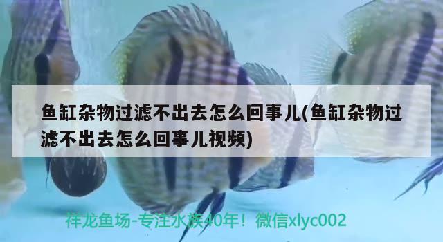 鱼缸杂物过滤不出去怎么回事儿(鱼缸杂物过滤不出去怎么回事儿视频) 魟鱼百科