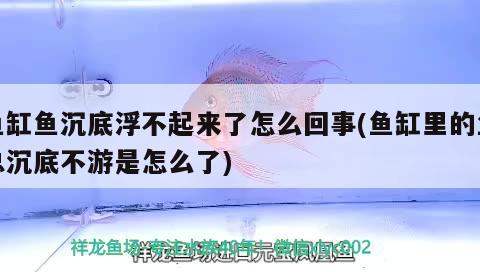 鱼缸鱼沉底浮不起来了怎么回事(鱼缸里的鱼总沉底不游是怎么了)