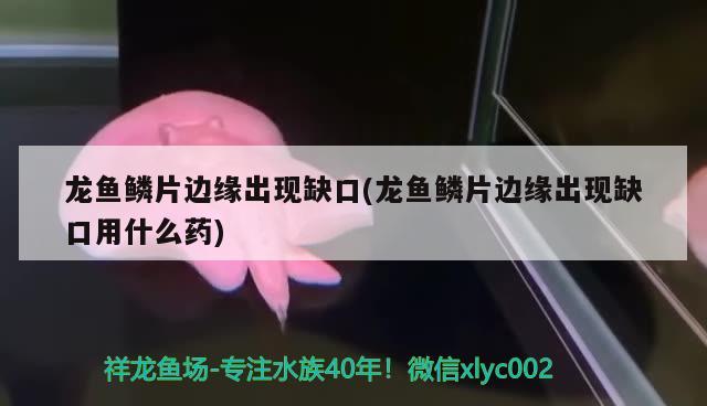 龙鱼鳞片边缘出现缺口(龙鱼鳞片边缘出现缺口用什么药) 2024第28届中国国际宠物水族展览会CIPS（长城宠物展2024 CIPS）