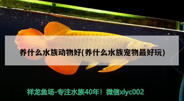 养什么水族动物好(养什么水族宠物最好玩) 2024第28届中国国际宠物水族展览会CIPS（长城宠物展2024 CIPS）