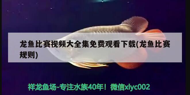 龙鱼比赛视频大全集免费观看下载(龙鱼比赛规则) 2024第28届中国国际宠物水族展览会CIPS（长城宠物展2024 CIPS）