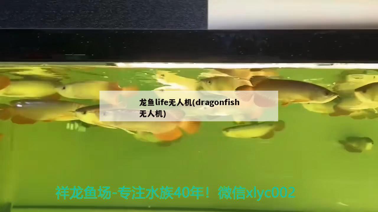 龙鱼life无人机(dragonfish无人机) 2024第28届中国国际宠物水族展览会CIPS（长城宠物展2024 CIPS）