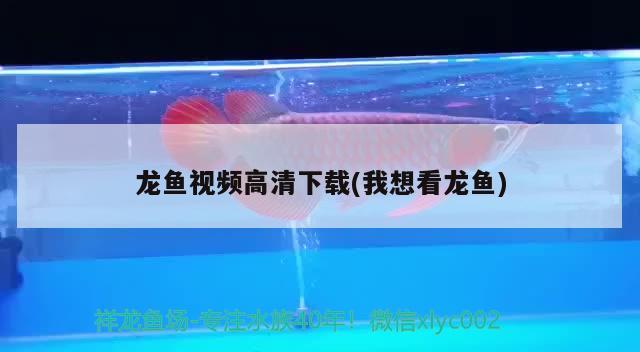 龙鱼视频高清下载(我想看龙鱼) 2024第28届中国国际宠物水族展览会CIPS（长城宠物展2024 CIPS）