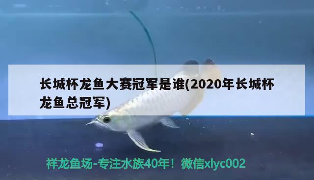 长城杯龙鱼大赛冠军是谁(2020年长城杯龙鱼总冠军)