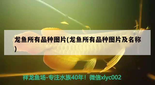 龙鱼所有品种图片(龙鱼所有品种图片及名称) 2024第28届中国国际宠物水族展览会CIPS（长城宠物展2024 CIPS）