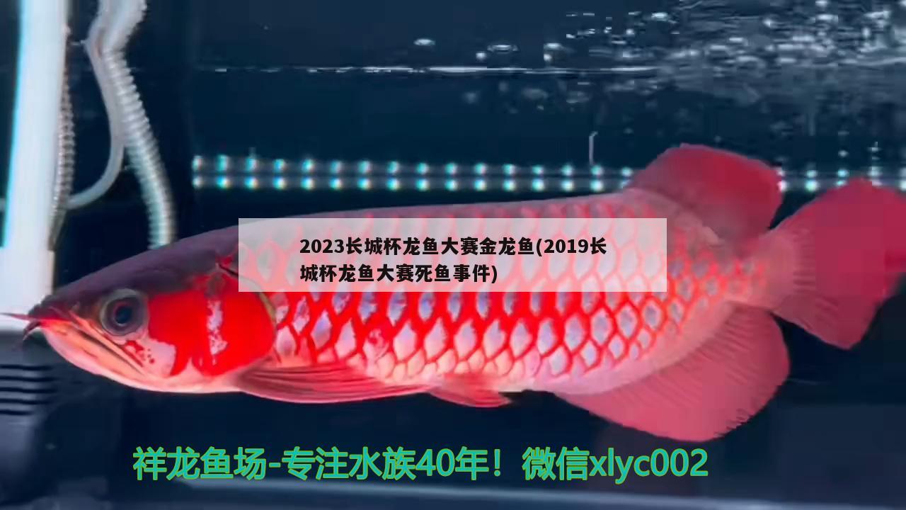 2023长城杯龙鱼大赛金龙鱼(2019长城杯龙鱼大赛死鱼事件) 2024第28届中国国际宠物水族展览会CIPS（长城宠物展2024 CIPS）