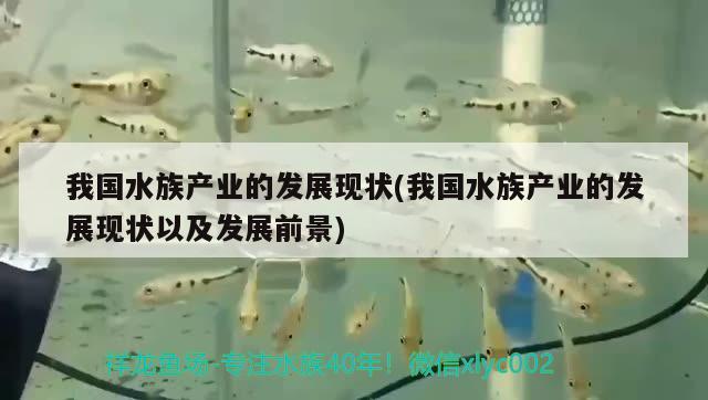 我国水族产业的发展现状(我国水族产业的发展现状以及发展前景) 2024第28届中国国际宠物水族展览会CIPS（长城宠物展2024 CIPS）