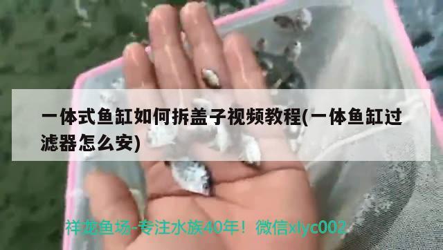 一体式鱼缸如何拆盖子视频教程(一体鱼缸过滤器怎么安) 大嘴鲸鱼 第2张