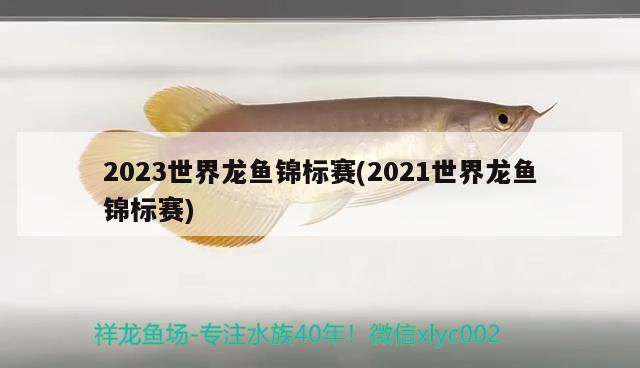 2023世界龙鱼锦标赛(2021世界龙鱼锦标赛)