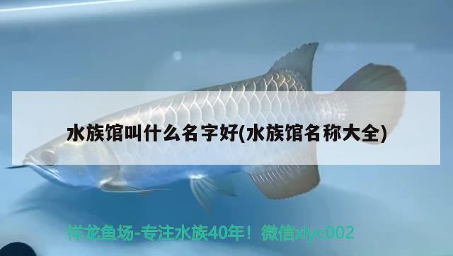 水族馆叫什么名字好(水族馆名称大全) 2024第28届中国国际宠物水族展览会CIPS（长城宠物展2024 CIPS）