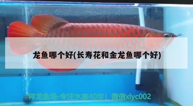 龙鱼哪个好(长寿花和金龙鱼哪个好) 2024第28届中国国际宠物水族展览会CIPS（长城宠物展2024 CIPS）