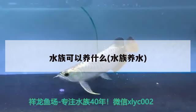 水族可以养什么(水族养水)