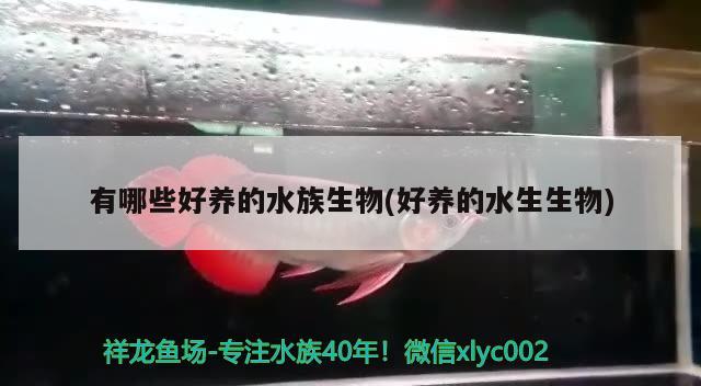 有哪些好养的水族生物(好养的水生生物) 2024第28届中国国际宠物水族展览会CIPS（长城宠物展2024 CIPS） 第2张