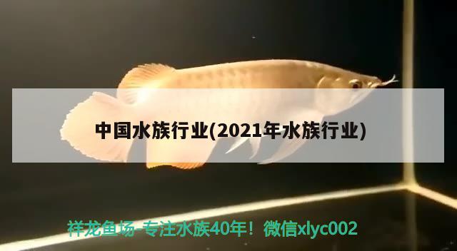 中国水族行业(2021年水族行业)