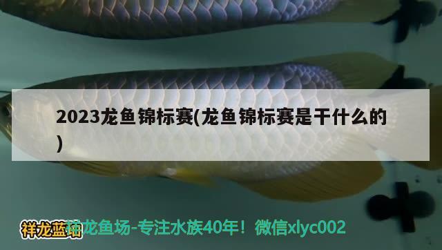 2023龙鱼锦标赛(龙鱼锦标赛是干什么的) 2024第28届中国国际宠物水族展览会CIPS（长城宠物展2024 CIPS）