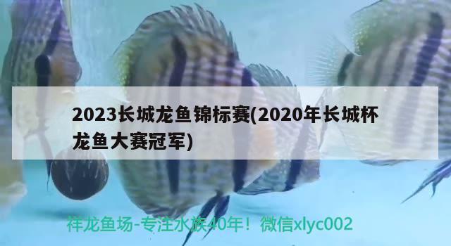 2023长城龙鱼锦标赛(2020年长城杯龙鱼大赛冠军)