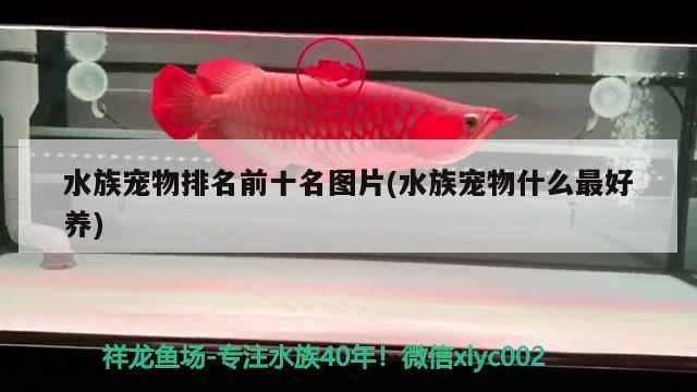 水族宠物排名前十名图片(水族宠物什么最好养)