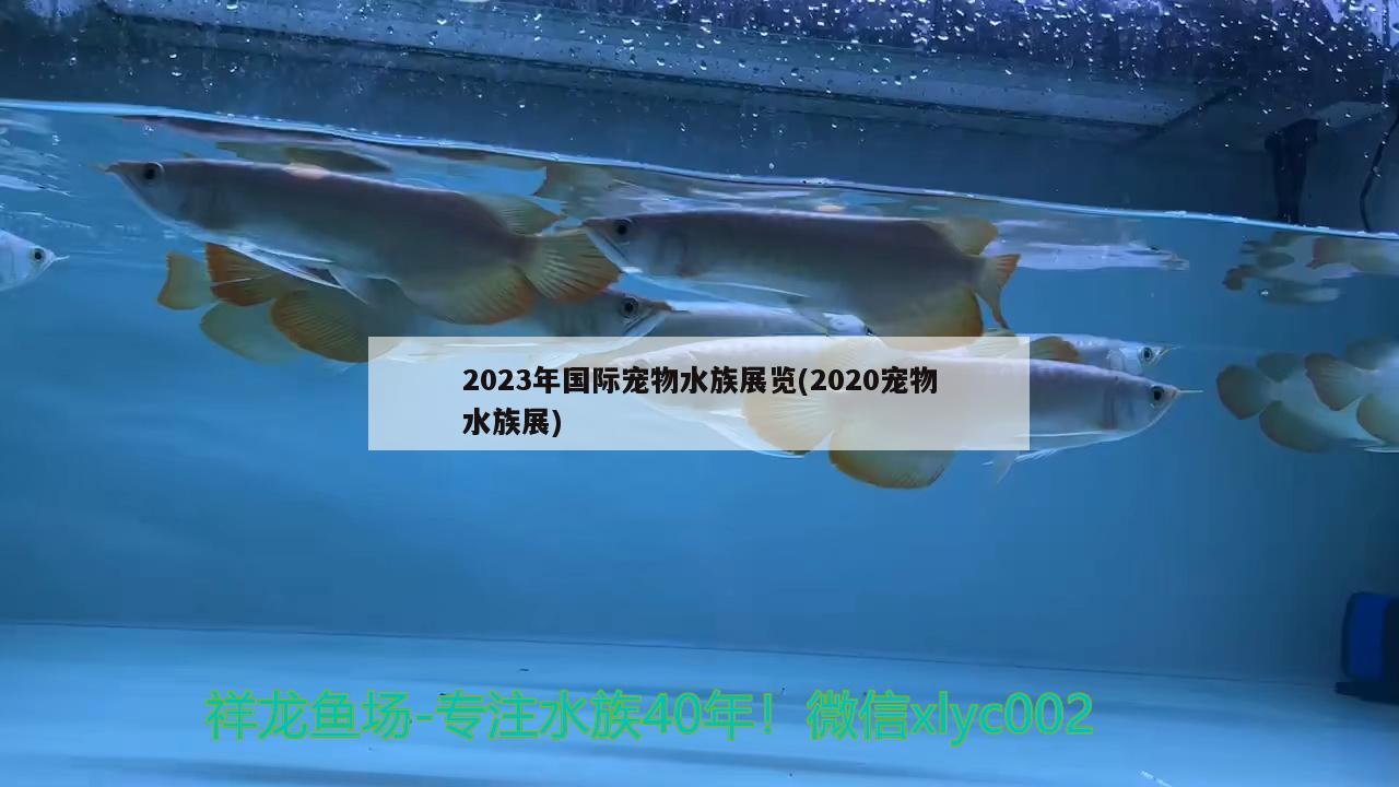 2023年国际宠物水族展览(2020宠物水族展) 水族展会