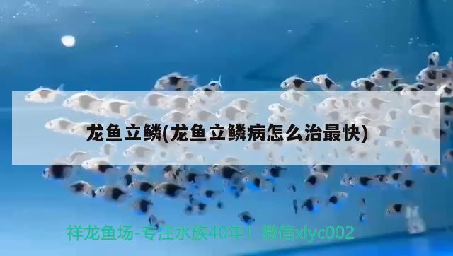 龙鱼立鳞(龙鱼立鳞病怎么治最快) 2024第28届中国国际宠物水族展览会CIPS（长城宠物展2024 CIPS）