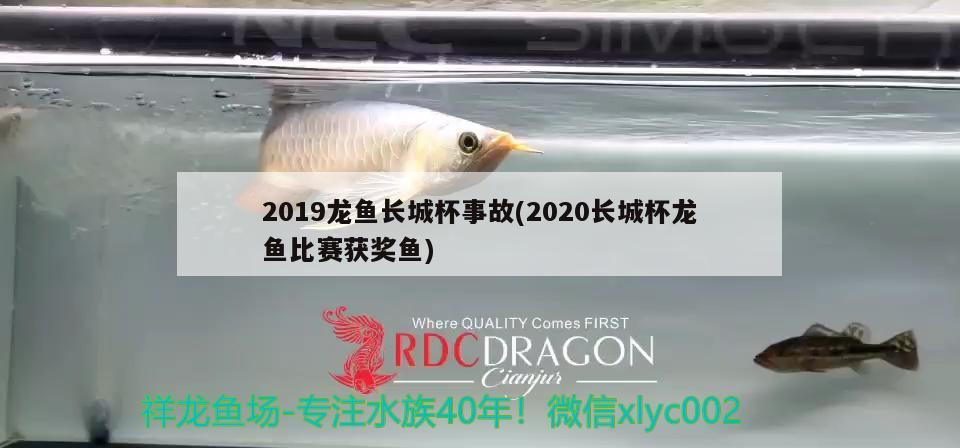 2019龙鱼长城杯事故(2020长城杯龙鱼比赛获奖鱼)