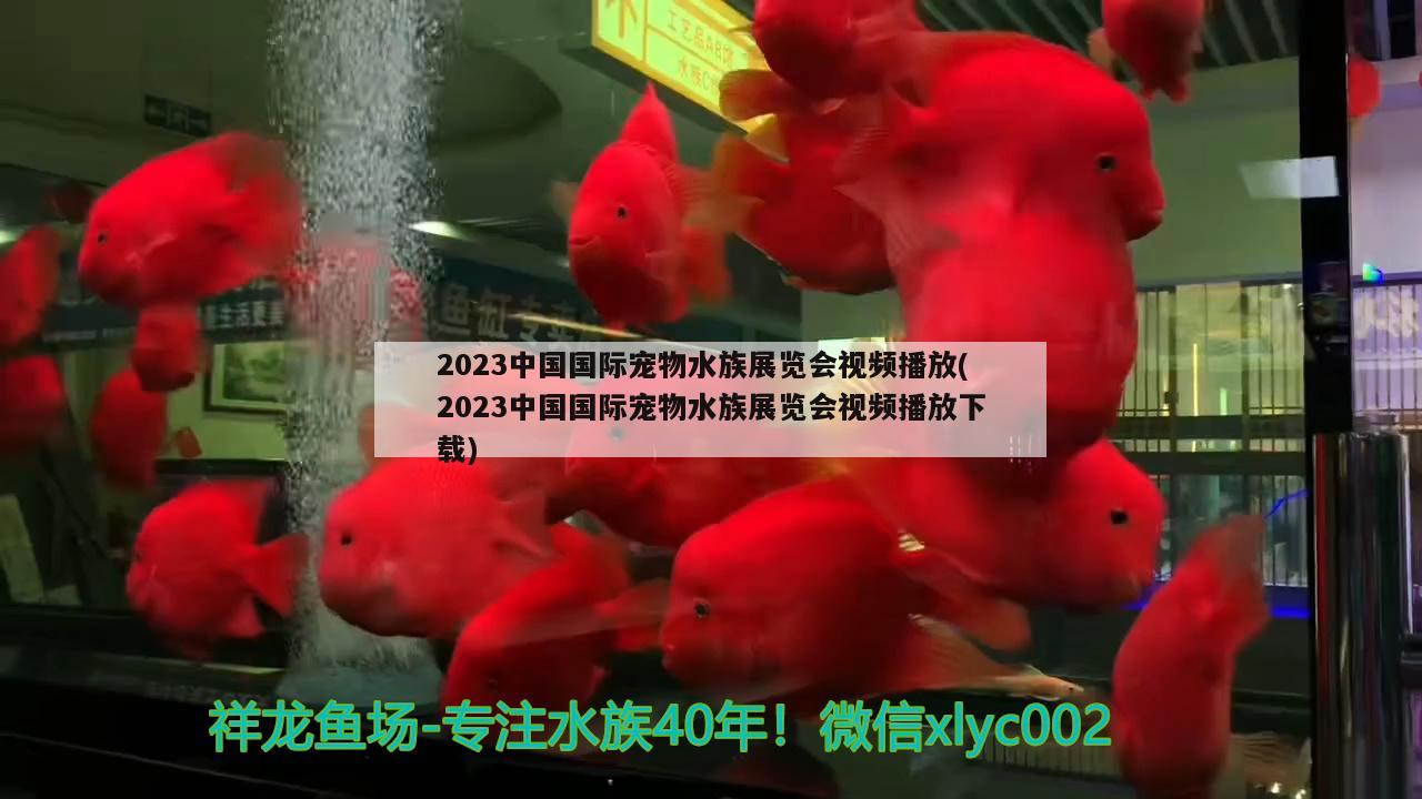 2023中国国际宠物水族展览会视频播放(2023中国国际宠物水族展览会视频播放下载)