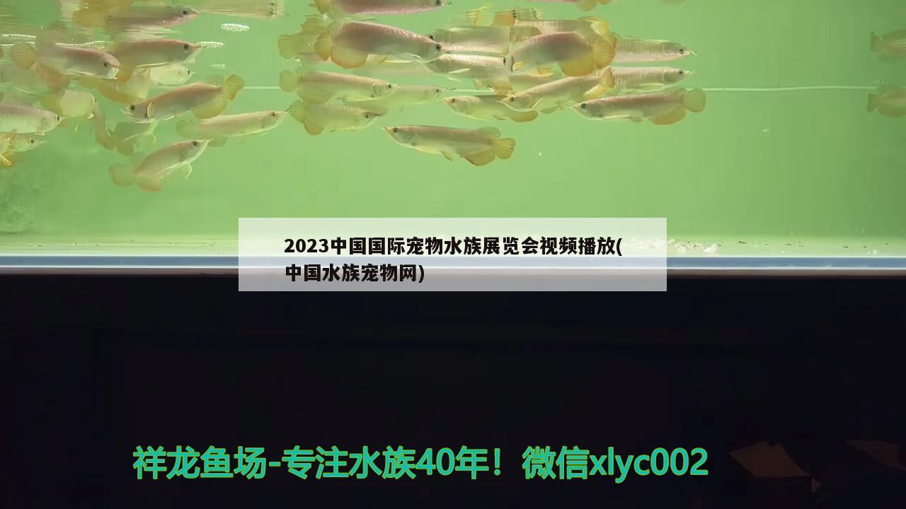 2023中国国际宠物水族展览会视频播放(中国水族宠物网)