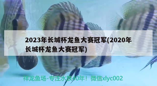 2023年长城杯龙鱼大赛冠军(2020年长城杯龙鱼大赛冠军)