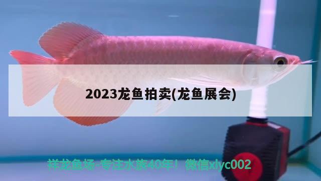 2023龙鱼拍卖(龙鱼展会)