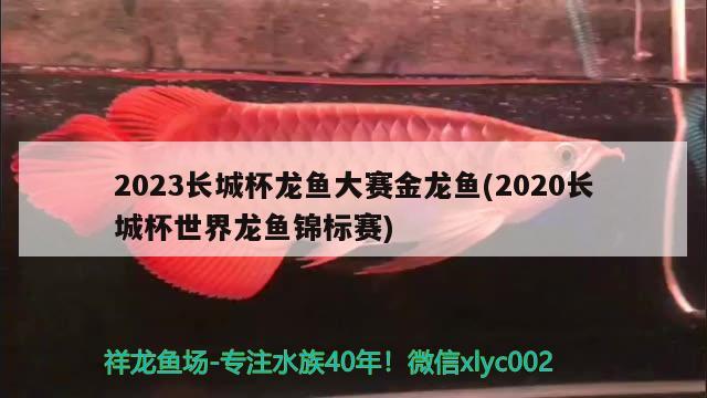 2023长城杯龙鱼大赛金龙鱼(2020长城杯世界龙鱼锦标赛) 2024第28届中国国际宠物水族展览会CIPS（长城宠物展2024 CIPS）