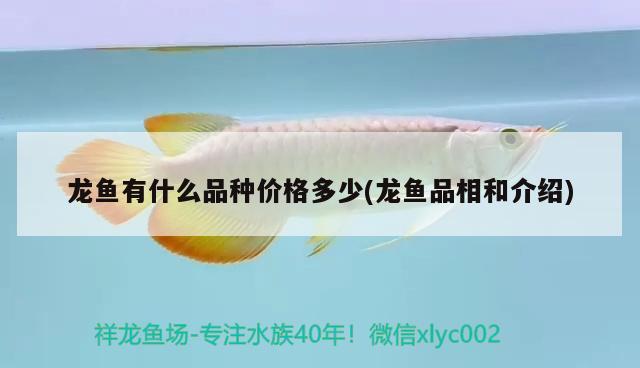 龙鱼有什么品种价格多少(龙鱼品相和介绍) 2024第28届中国国际宠物水族展览会CIPS（长城宠物展2024 CIPS）