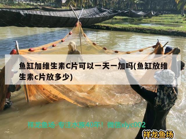 鱼缸加维生素C片可以一天一加吗(鱼缸放维生素c片放多少) 白子银版鱼