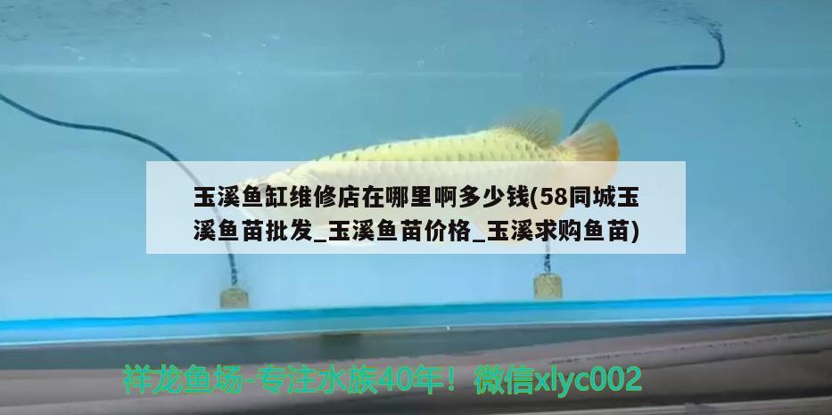 玉溪鱼缸维修店在哪里啊多少钱(58同城玉溪鱼苗批发_玉溪鱼苗价格_玉溪求购鱼苗) 生态瓶/创意缸/桌面微景缸