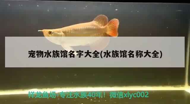 宠物水族馆名字大全(水族馆名称大全)