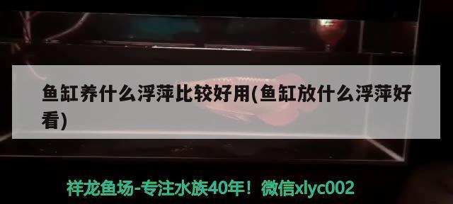 鱼缸养什么浮萍比较好用(鱼缸放什么浮萍好看)