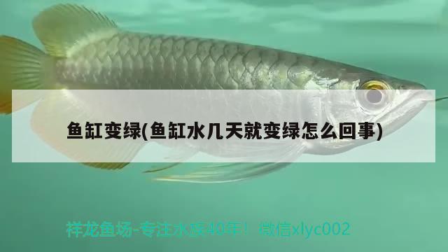 鱼缸变绿(鱼缸水几天就变绿怎么回事) 泰庞海鲢鱼 第2张