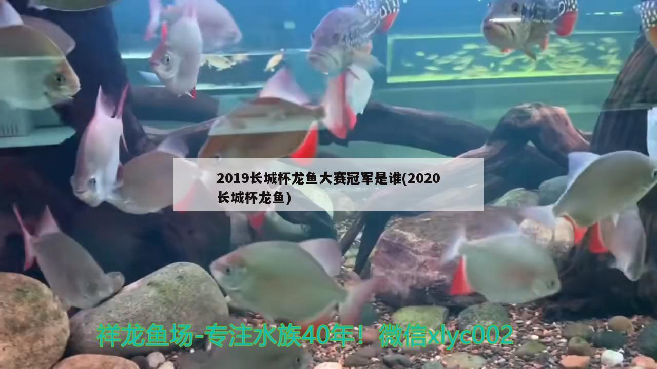 2019长城杯龙鱼大赛冠军是谁(2020长城杯龙鱼) 2024第28届中国国际宠物水族展览会CIPS（长城宠物展2024 CIPS）