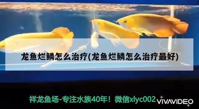 龙鱼烂鳞怎么治疗(龙鱼烂鳞怎么治疗最好) 2024第28届中国国际宠物水族展览会CIPS（长城宠物展2024 CIPS）