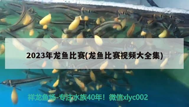 2023年龙鱼比赛(龙鱼比赛视频大全集) 2024第28届中国国际宠物水族展览会CIPS（长城宠物展2024 CIPS）